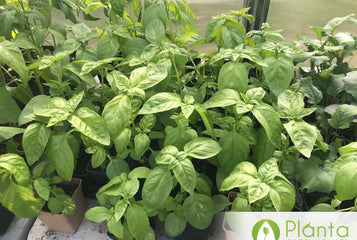 A head start on the growing season in North Hastings