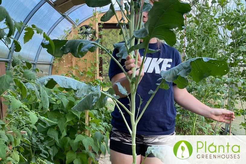 Vacation Vibes in the Greenhouse