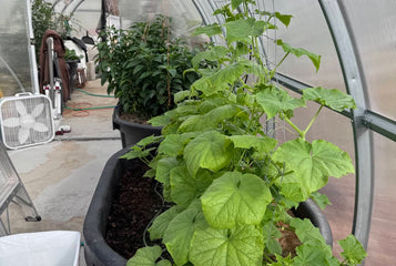 Experimenting with Year-Round Gardening in a 57-Foot Sigma