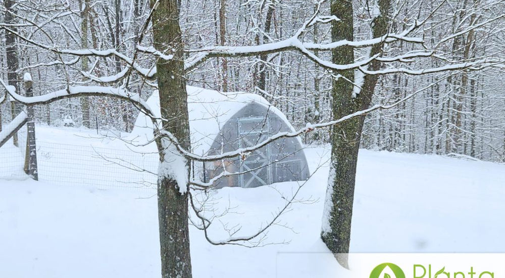 Harvesting Tomatoes with Snow on the Ground