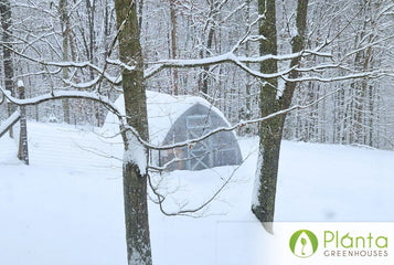 Harvesting Tomatoes with Snow on the Ground