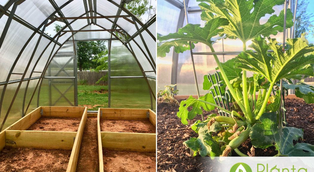 Healthy Plants and a Beautiful Greenhouse