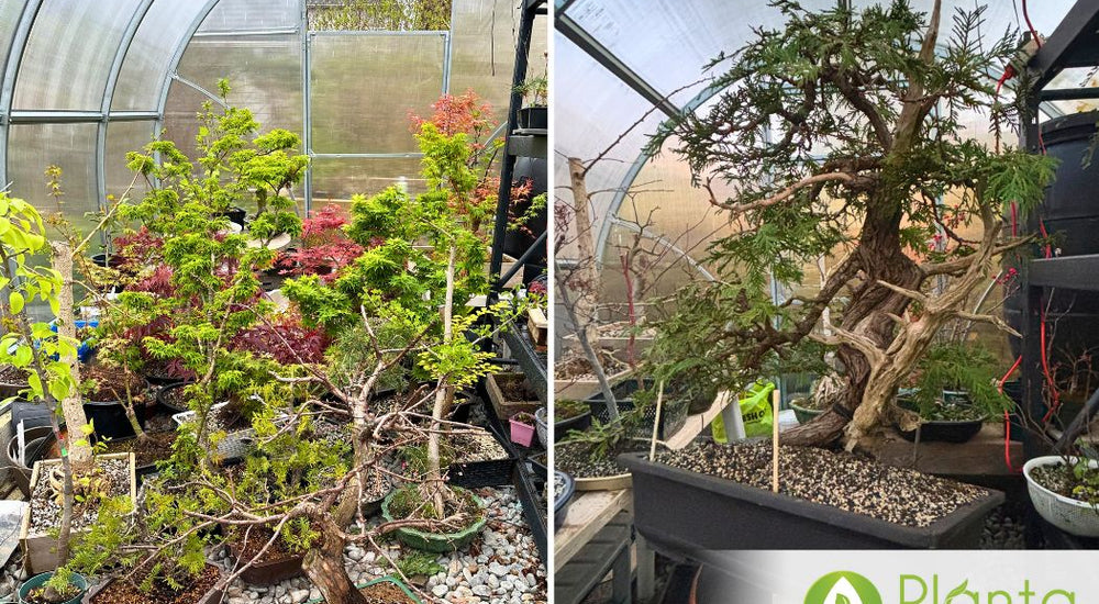 Keeping 200 Bonsai Trees Thriving