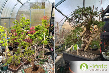 Keeping 200 Bonsai Trees Thriving