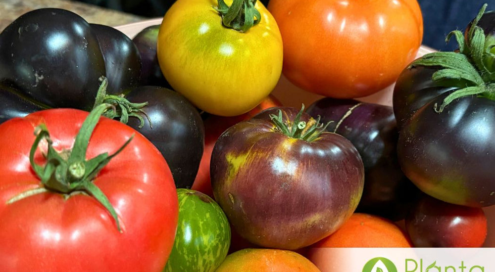 Growing Tomatoes and Peppers in the North