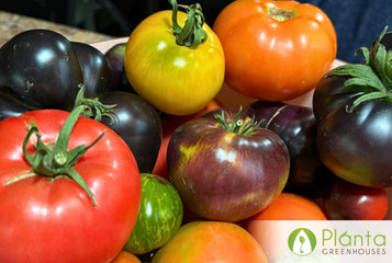 Growing Tomatoes and Peppers in the North