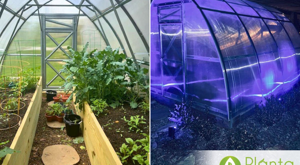 My Greenhouse Survived a Hurricane!