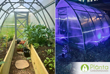My Greenhouse Survived a Hurricane!