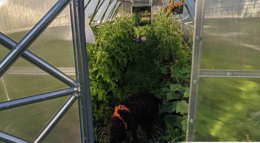 My tomato harvest was so abundant that I could also share it with so many people