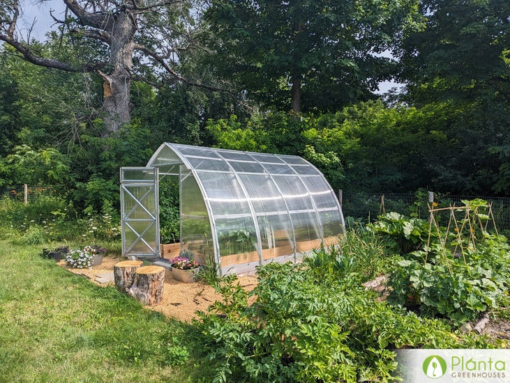 I cultivate my most expensive berry bushes in the greenhouse