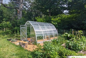 I cultivate my most expensive berry bushes in the greenhouse