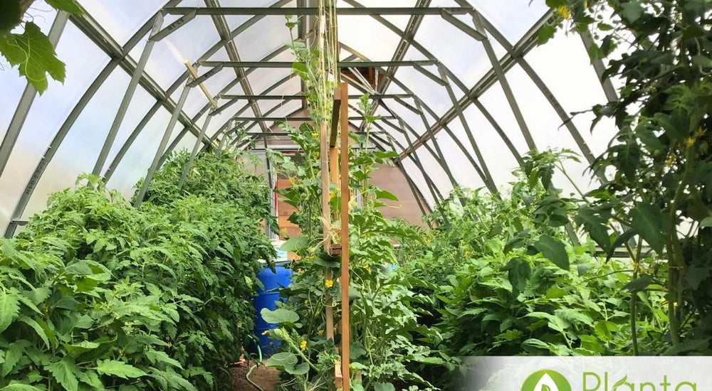 Extends the Growing Season and Keeps Our Chickens Warm in Winter!