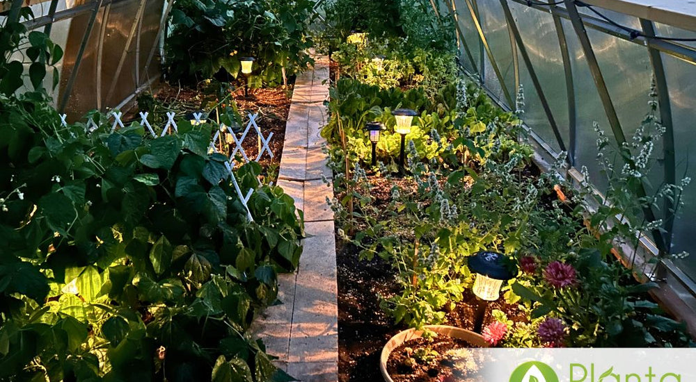 Herbs, Flowers & Veggies