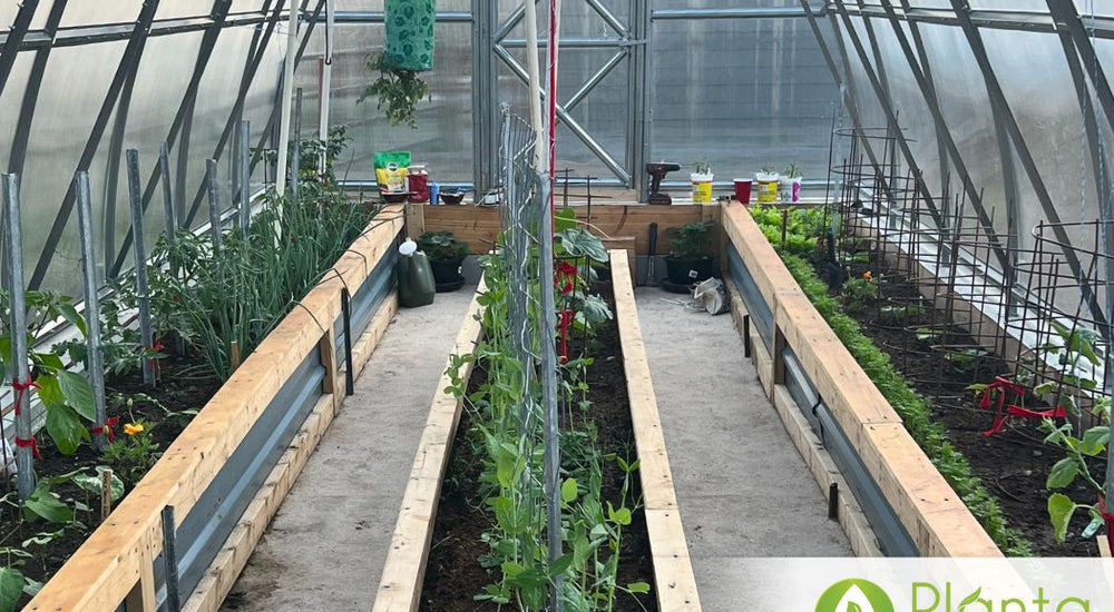 Withstands Frost Up to -7°C for Extended Growing Season