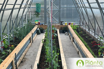 Withstands Frost Up to -7°C for Extended Growing Season