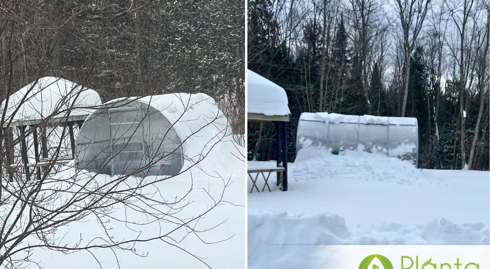 Growing Through Canadian Winters