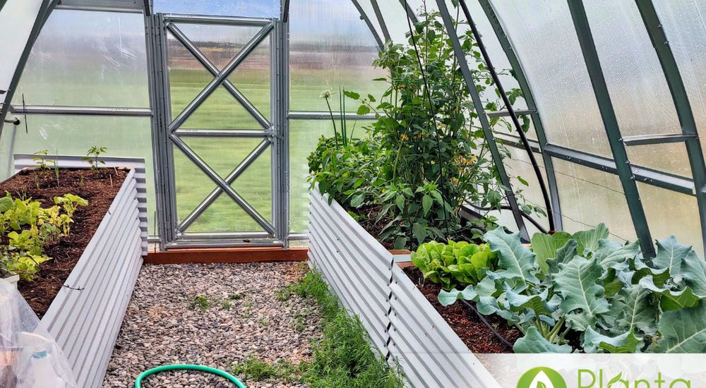 Our cucumbers and tomatoes went crazy!