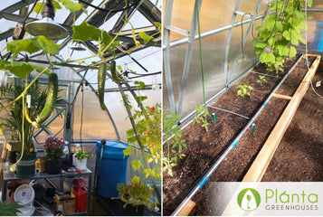 Winter Crops & Strong Build
