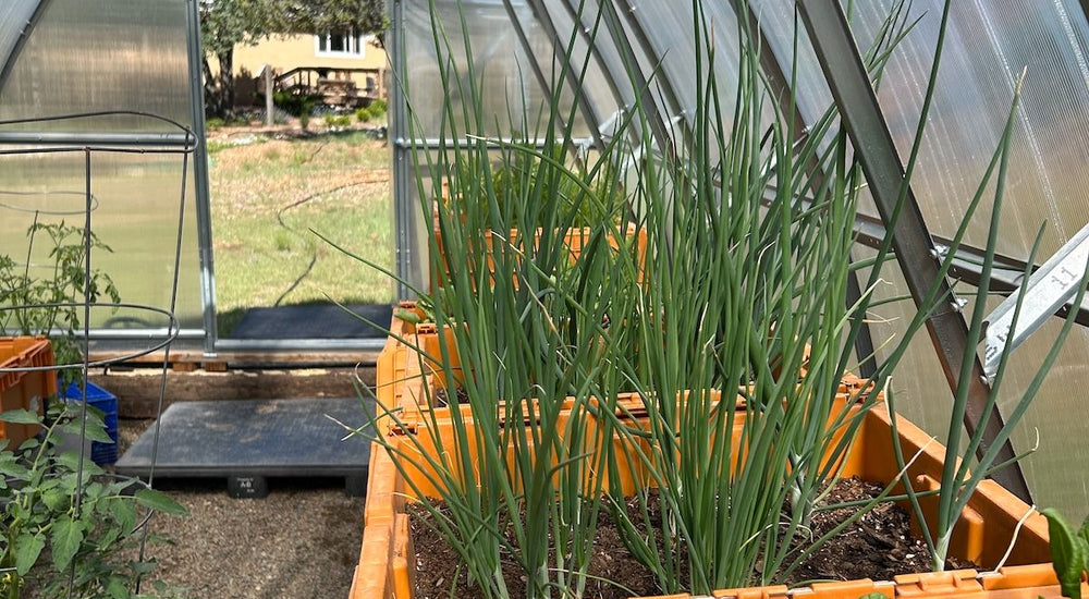 Making Gardening Easier with Raised Beds and the Sungrow 20