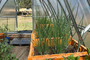 Making Gardening Easier with Raised Beds and the Sungrow 20