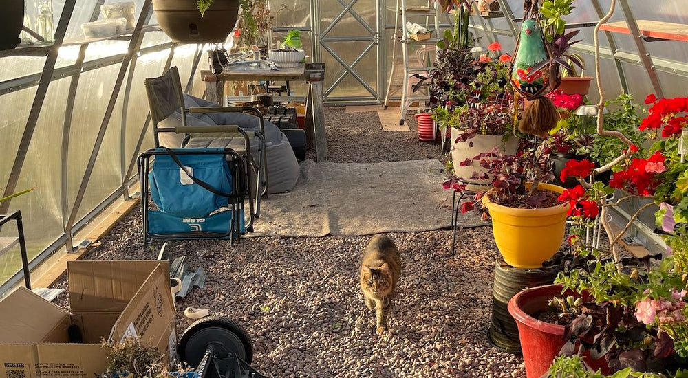 My Zen Bubble for Seedlings, Houseplants, and Year-Round Gardening