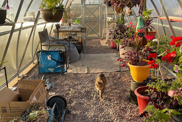 My Zen Bubble for Seedlings, Houseplants, and Year-Round Gardening