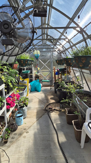 From Ordinary Gardening to Extraordinary Harvests with the Sungrow 20