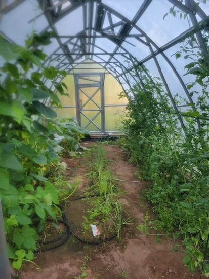 Fresh Tomatoes Into Winter in Michigan’s Upper Peninsula