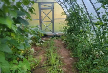 Fresh Tomatoes Into Winter in Michigan’s Upper Peninsula