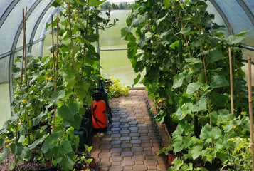 A strong wind-resistant greenhouse