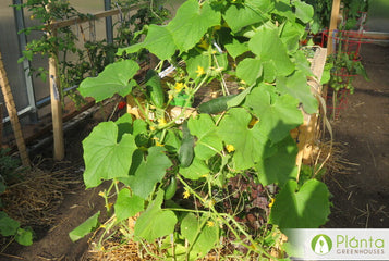 Early harvest veggies