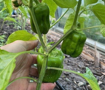 A total game changer in my zone 0-1 garden