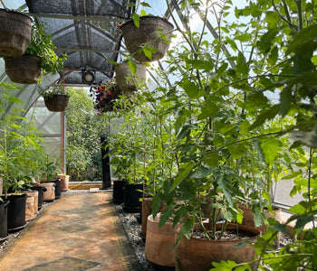 Loving our SoTru Farm Greenhouse