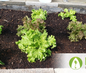 From Heirloom Seeds to Winter Greens