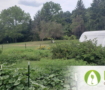 From Heirloom Seeds to Winter Greens