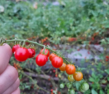 From Heirloom Seeds to Winter Greens