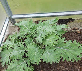 From Heirloom Seeds to Winter Greens