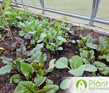 From Heirloom Seeds to Winter Greens
