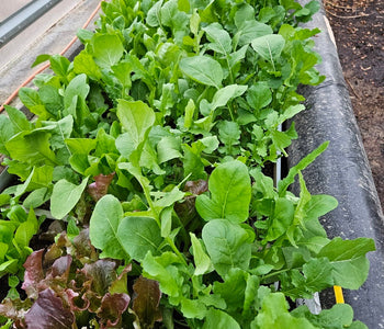 From Heirloom Seeds to Winter Greens