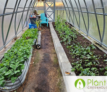 From Heirloom Seeds to Winter Greens
