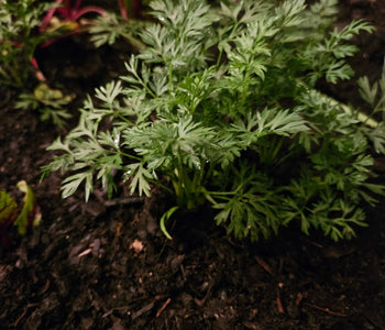From Heirloom Seeds to Winter Greens