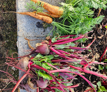 From Heirloom Seeds to Winter Greens