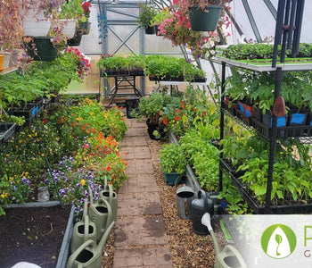 Now We Have Two Sungrow 26 Greenhouses