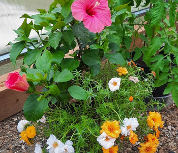 Withstood Heavy Snowfall and Revived Storm-Damaged Plants