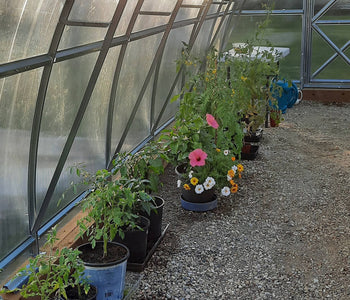 Withstood Heavy Snowfall and Revived Storm-Damaged Plants