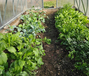 It's been such a change in the way I grow things