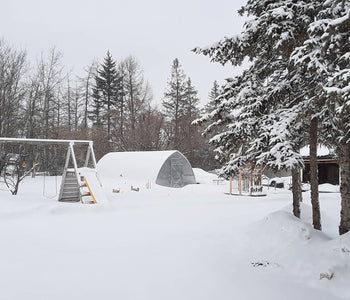 Withstood Heavy Snowfall and Revived Storm-Damaged Plants