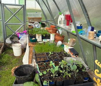Year-Round Harvests and a Garden Retreat with the Sungrow 20