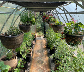 Loving our SoTru Farm Greenhouse