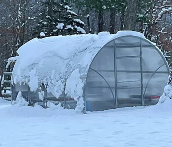 My greenhouse has added a new element of enjoyment to my life